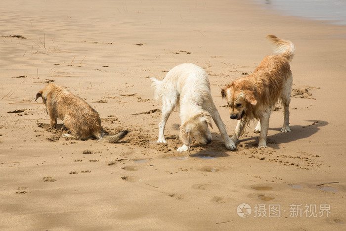 可以带狗玩的地方_狗狗可以带出门吗_请问你能带狗去散散步吗