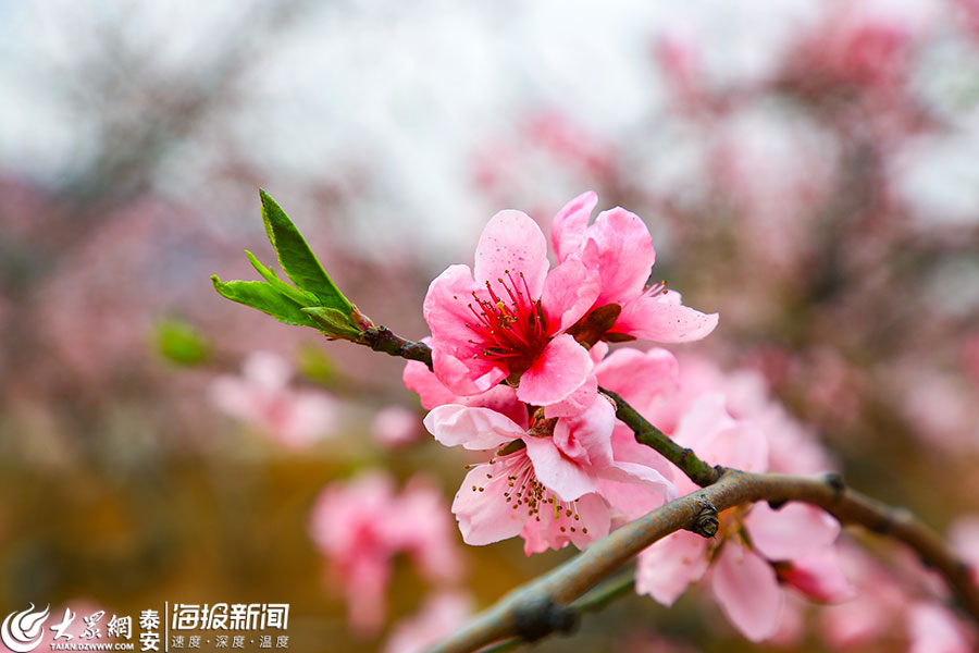 雾之本境祁连遥 桃花续缘_雾之本境祁连遥 桃花续缘_雾之本境祁连遥 桃花续缘