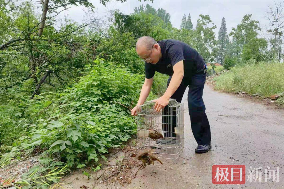 抓竹鸡用假媒效果好吗_抓竹鸡用假媒效果好吗_抓竹鸡用假媒效果好吗