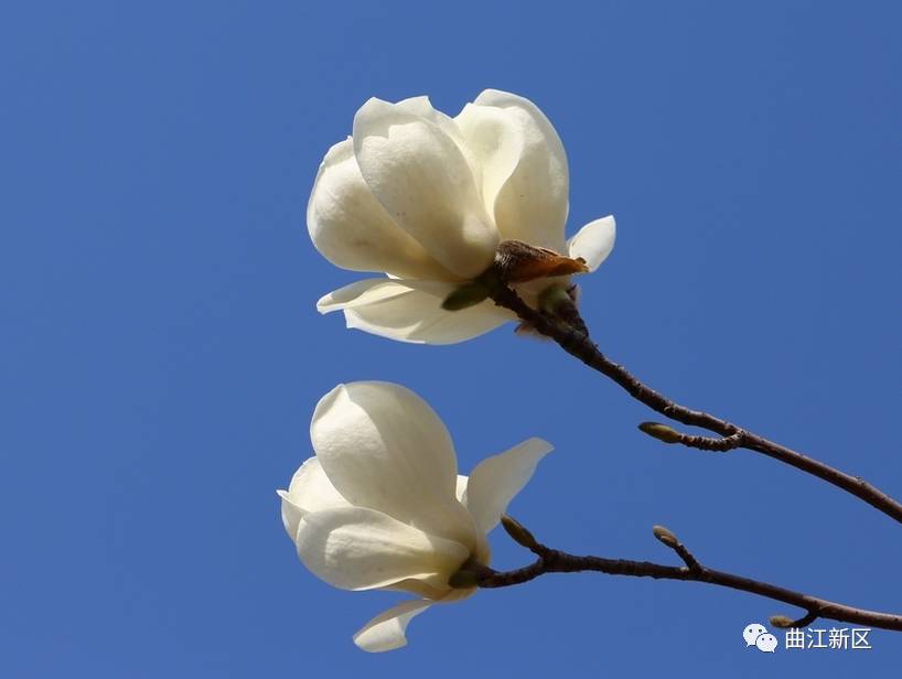 小游戏小花仙游戏_小花仙游龙戏凤套装_小花仙游戏仙游戏粉晶晶