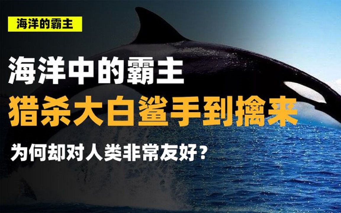 大鲨鱼吃小鱼的视频_大鲨鱼吃鱼视频_我想看鲨鱼吃鱼