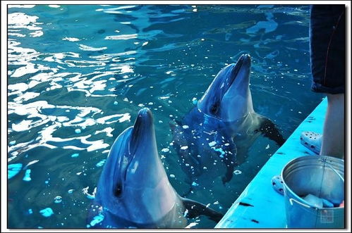 山东水族馆安装,山东水族馆焕新升级，安装全新海洋生物展示系统