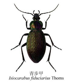 赤褐色